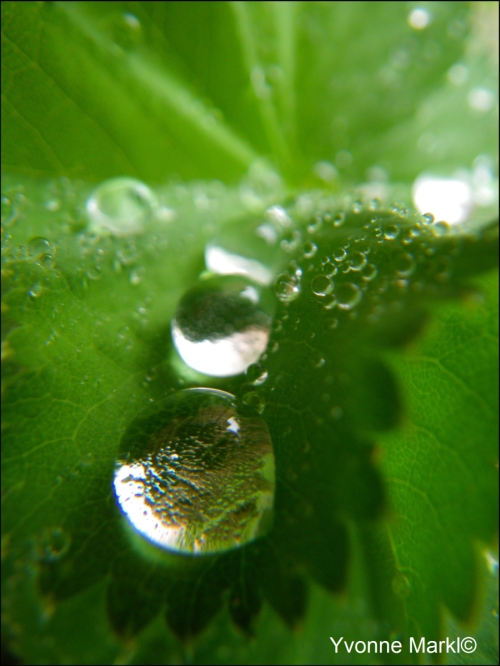 Alchemilla gracilis