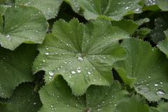 Alchemilla mollis