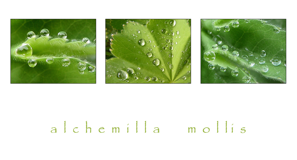 ~ alchemilla mollis ~