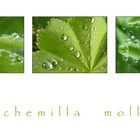 ~ alchemilla mollis ~