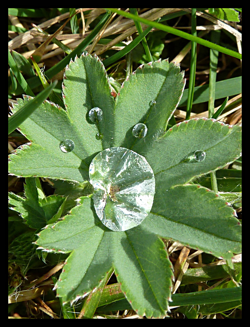 Alchemilla Vulgaris