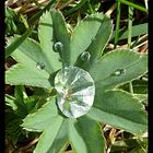 Alchemilla Vulgaris