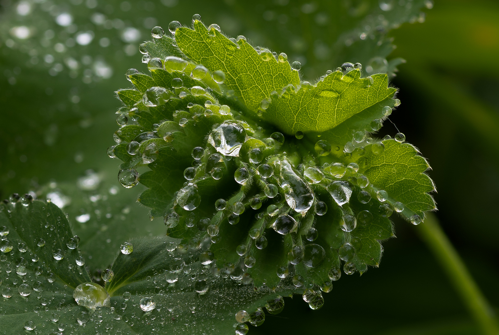 Alchemilla vulgaris