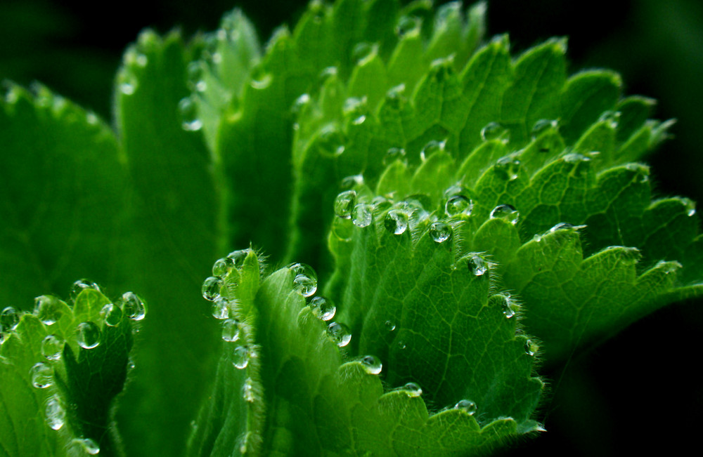 Alchemilla vulgaris - der Frauenmantel - hier mit Wassertropfenperlenkette