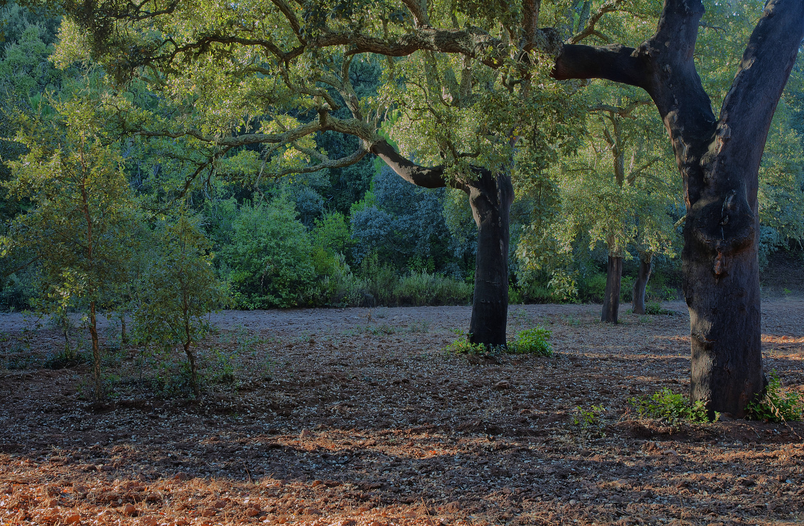 ALCORNOQUES ( 2011 Año Internacional de los Bosques)