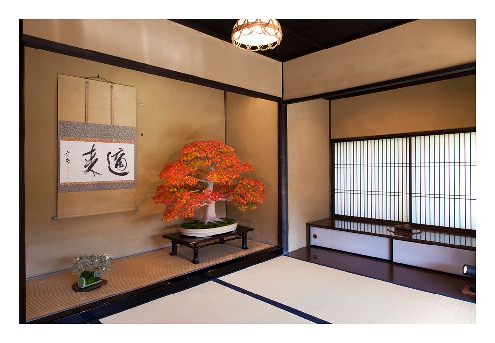 Alcove with a Bonsai