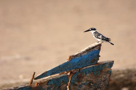 Alcyon Pie au Sine Saloum - Sénégal 2007