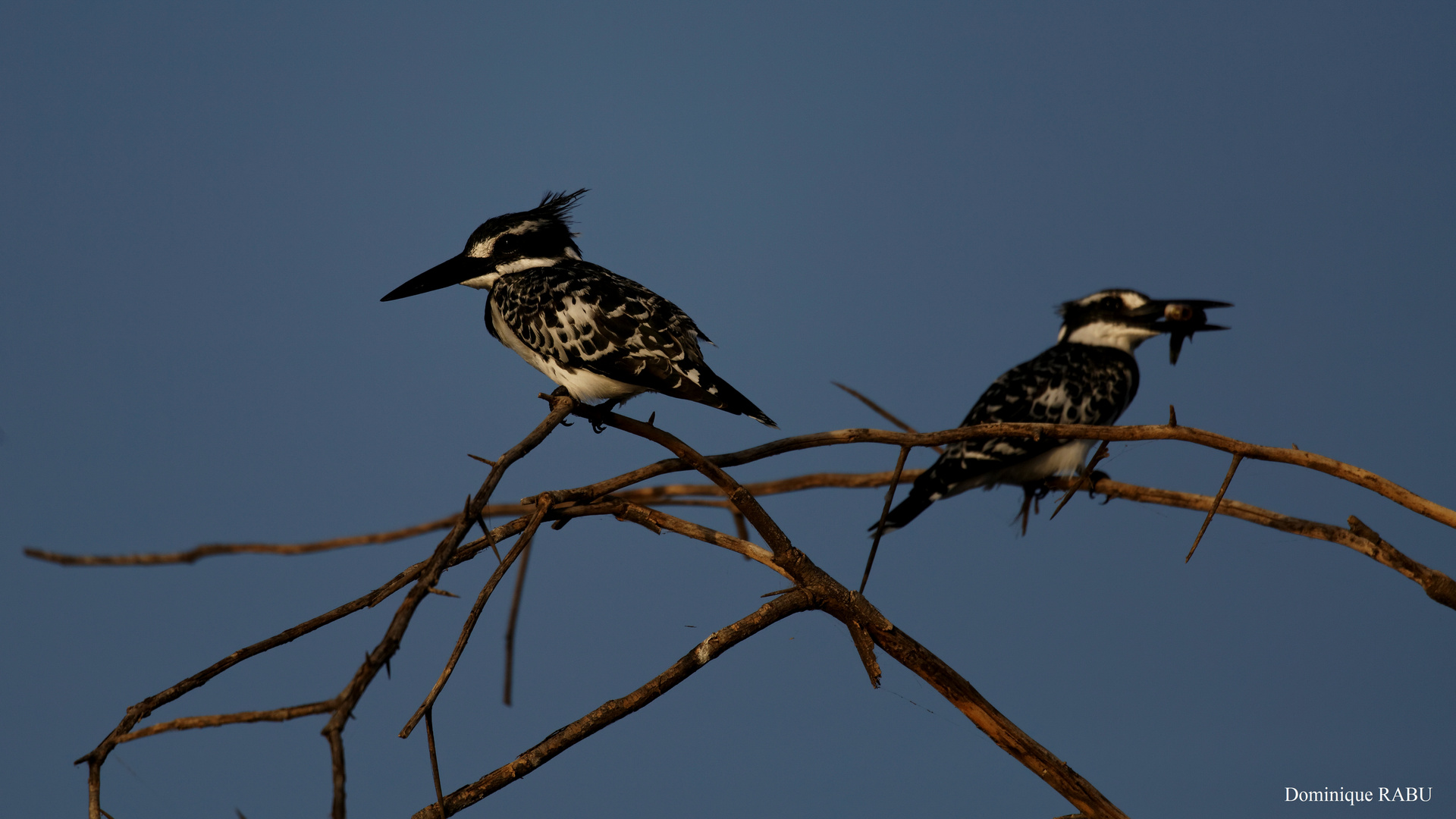 Alcyon Pie (Famille du Martin pêcheur) - Lac Baringo - Kenya