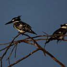 Alcyon Pie (Famille du Martin pêcheur) - Lac Baringo - Kenya