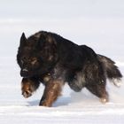 Alda vom Holzwinkel im Tiefschnee