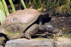 Aldabra Riesenschildkröte