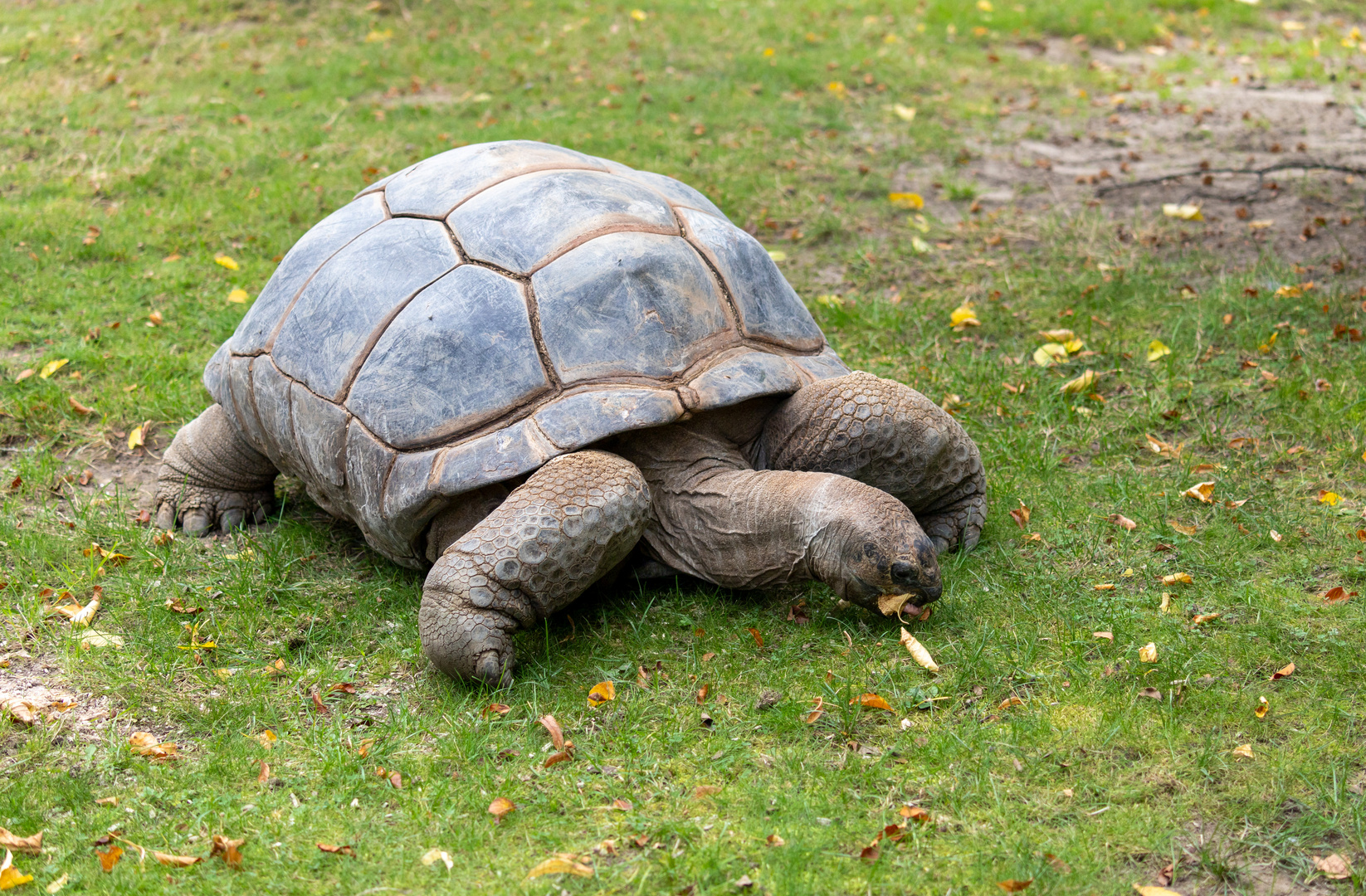  Aldabra-Riesenschildkröte