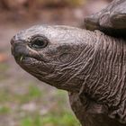 Aldabra-Riesenschildkröte