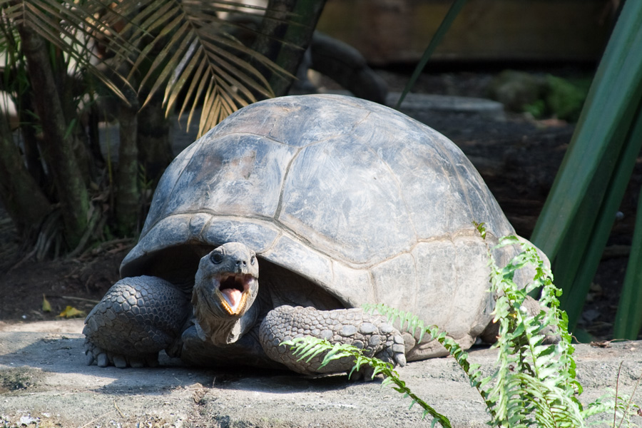 Aldabra-Riesenschildkröte (Geochelone gigantea)