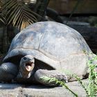 Aldabra-Riesenschildkröte (Geochelone gigantea)