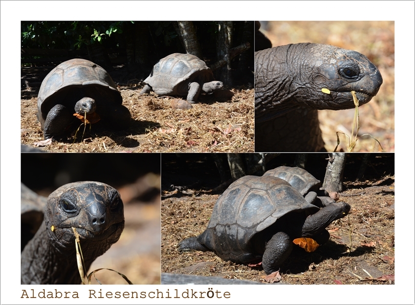 Aldabra Riesenschildkröten