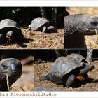 Aldabra Riesenschildkröten