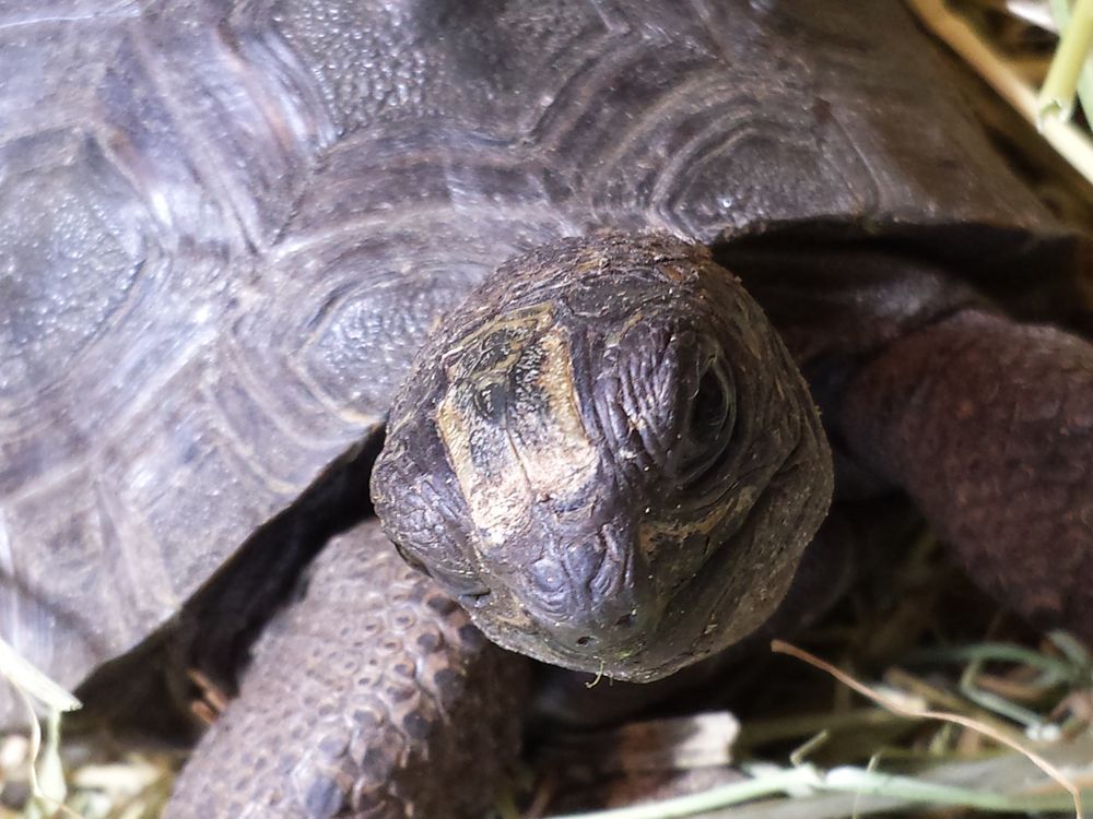 Aldabrachelys Gigantea