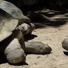 Aldabrachelys, Seychellen-Riesenschildkröte