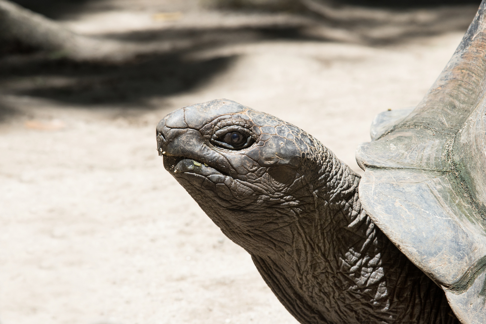 Aldabrachelys, Seychellen-Riesenschildkröte