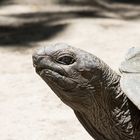 Aldabrachelys, Seychellen-Riesenschildkröte