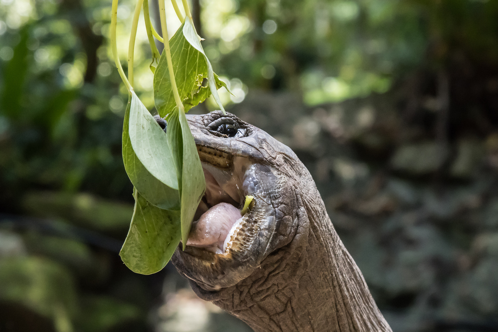 Aldabrachelys, Seychellen-Riesenschildkröte