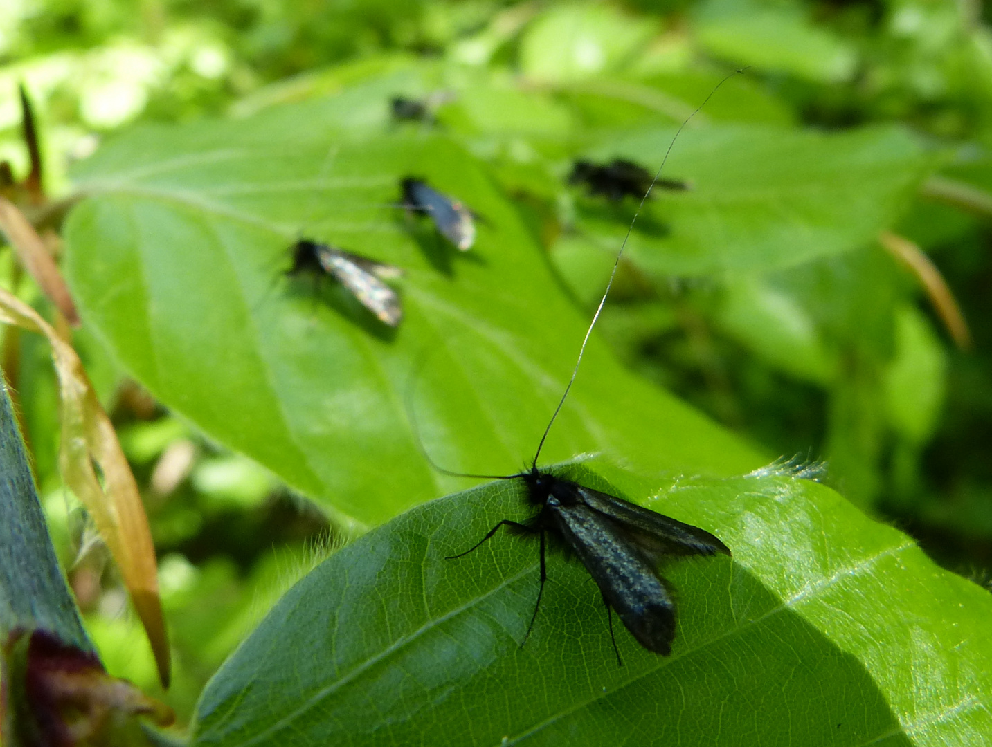 Aldea Reaumurella