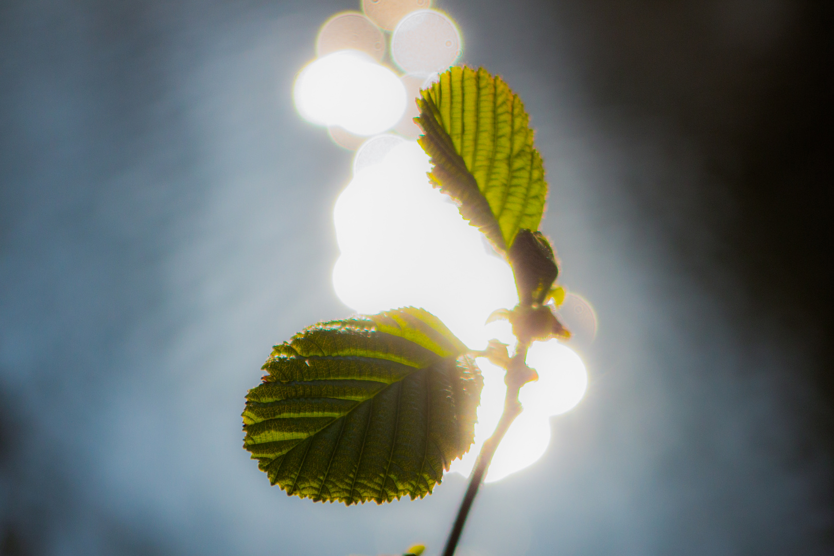 Alder Leaf , Alnus glutinosa