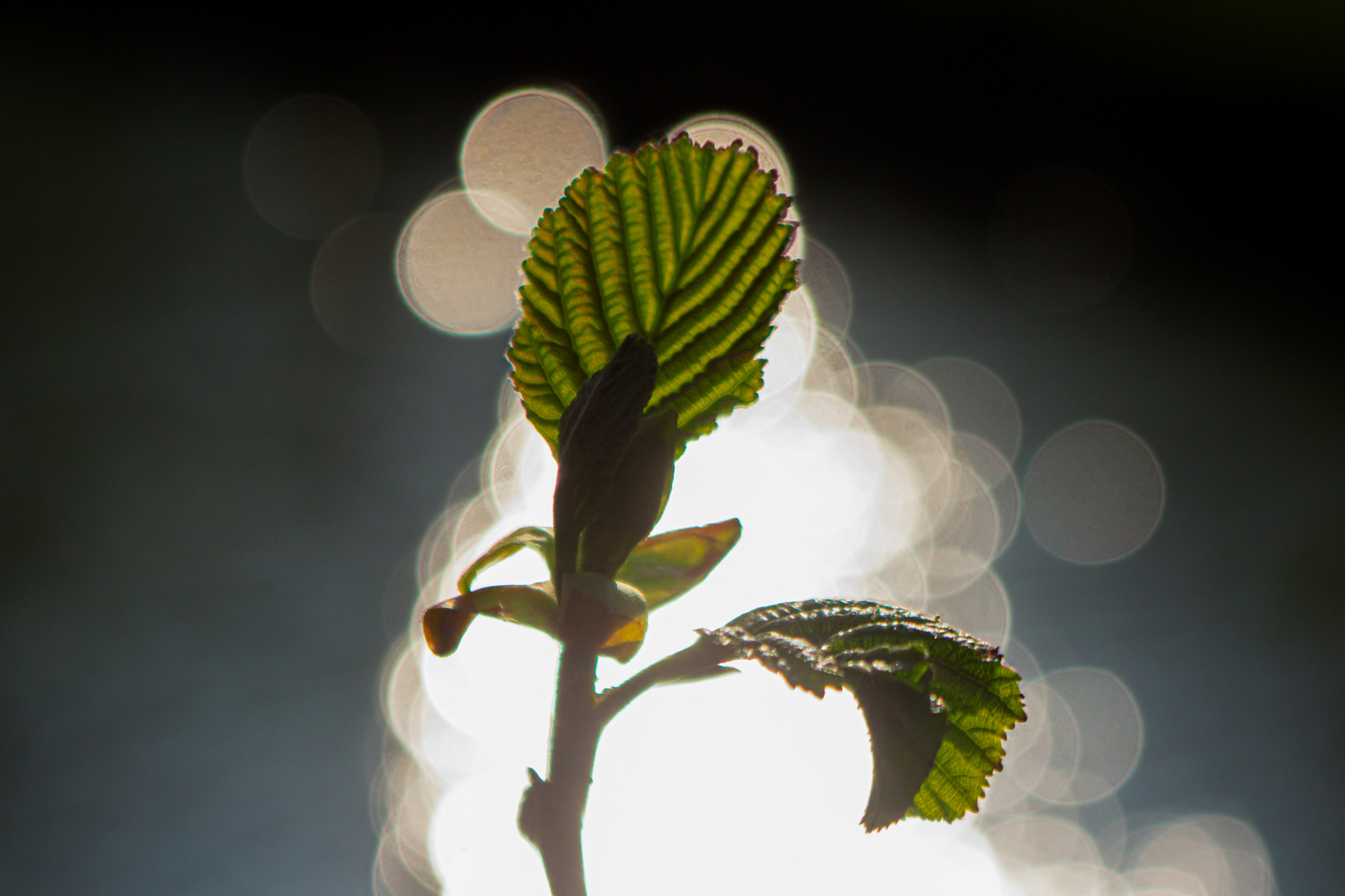 Alder Leaf , Alnus glutinosa