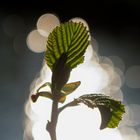 Alder Leaf , Alnus glutinosa