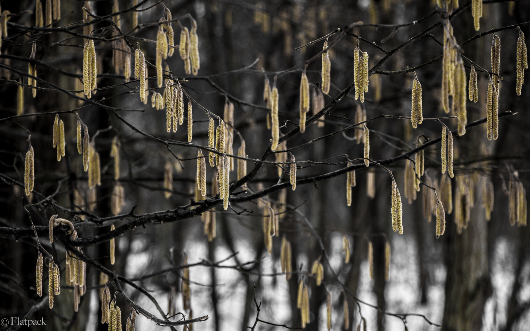 Alder tree