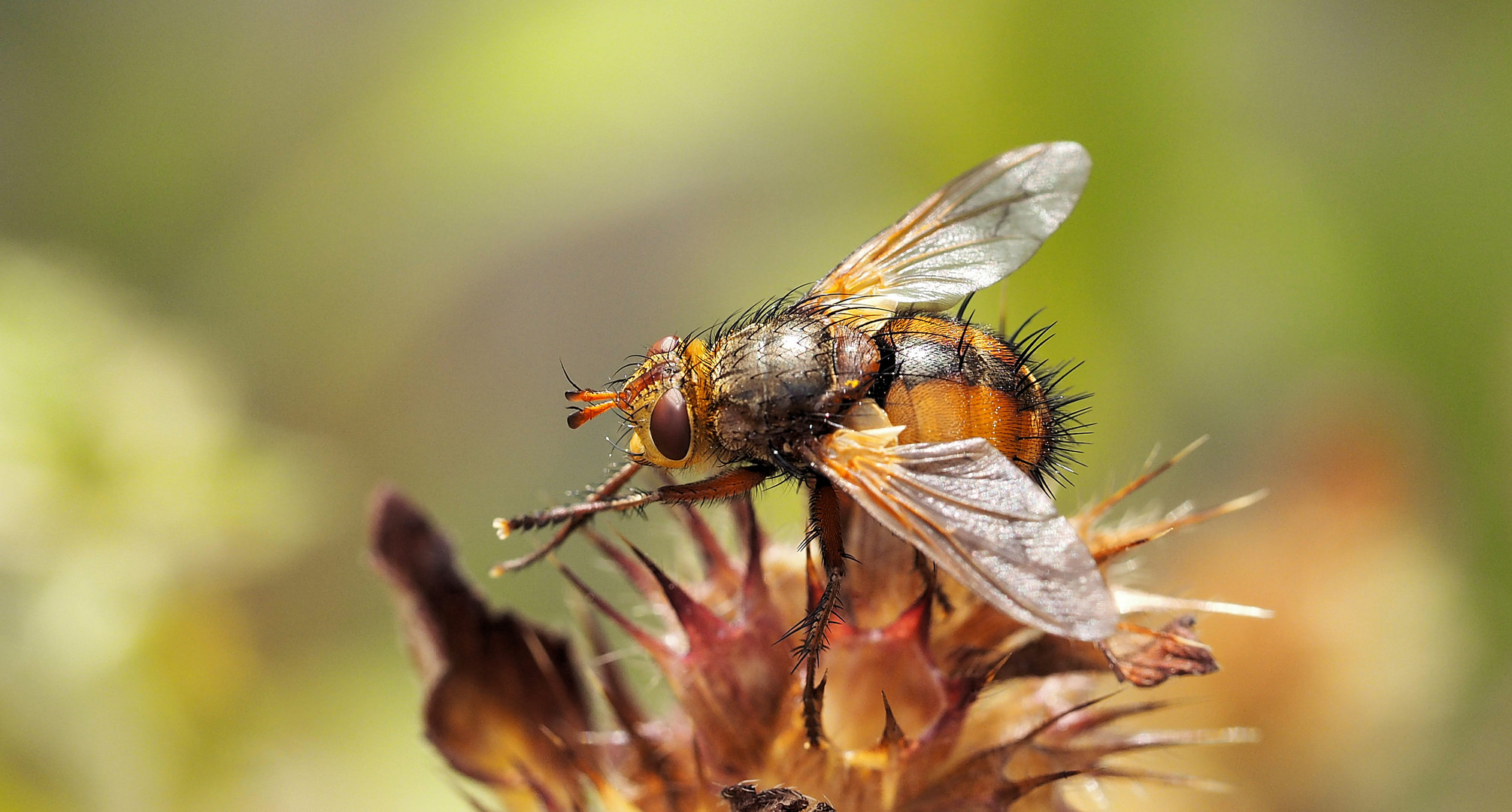 Ale Fliegen schlafen jetzt …