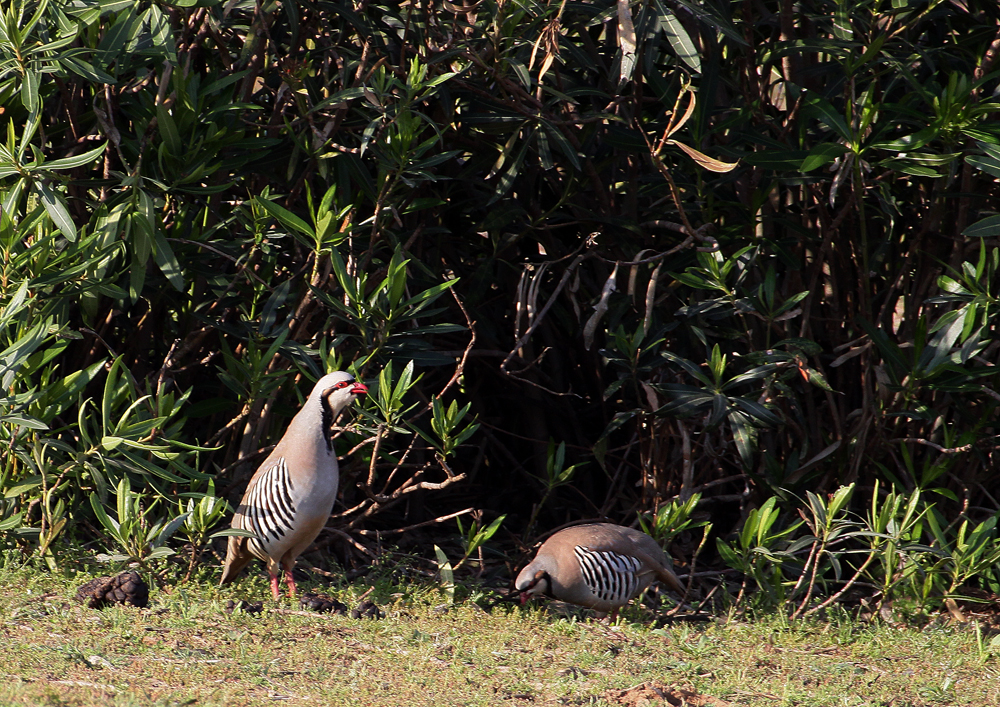 Alectoris chukar sinaica-Sinai-Chukarsteinhuhn-Ramat Gan