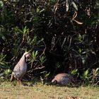 Alectoris chukar sinaica-Sinai-Chukarsteinhuhn-Ramat Gan