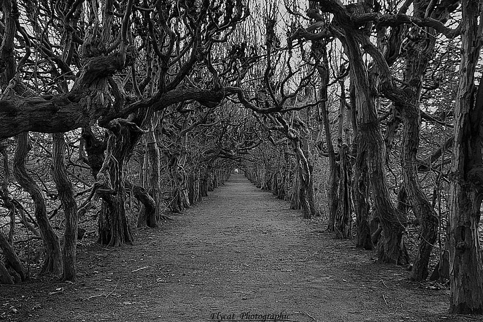 Alee im Schlosspark Pulsnitz