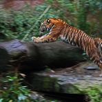 Aleeee Hopp.......... Tiger