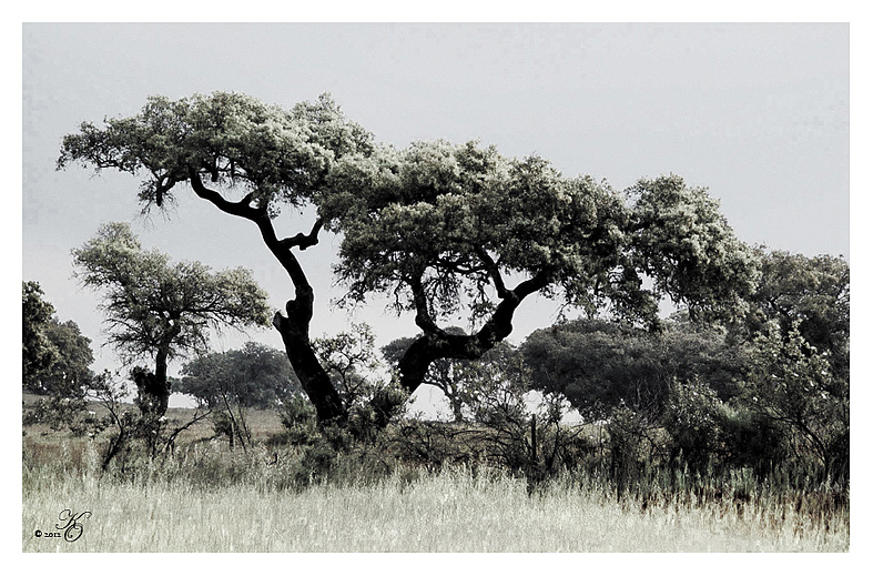 Alentejo