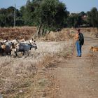 Alentejo -2