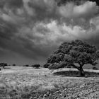 ALENTEJO