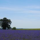 Alentejo...