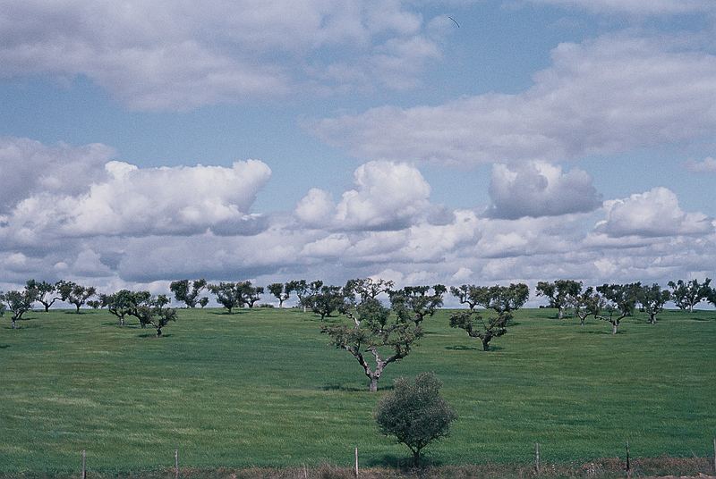 Alentejo Landscape