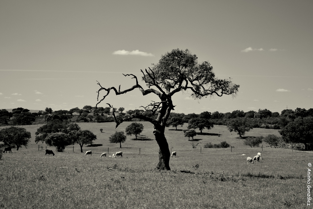 Alentejo - Portugal