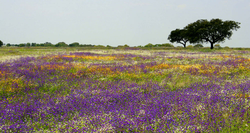 Alentejo Spring 2