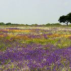 Alentejo Spring 2