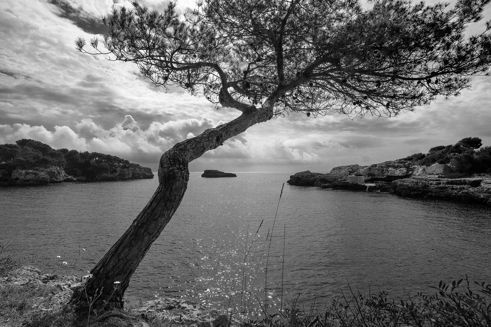 Aleppokiefer vor einer Bucht, Cala d´Or