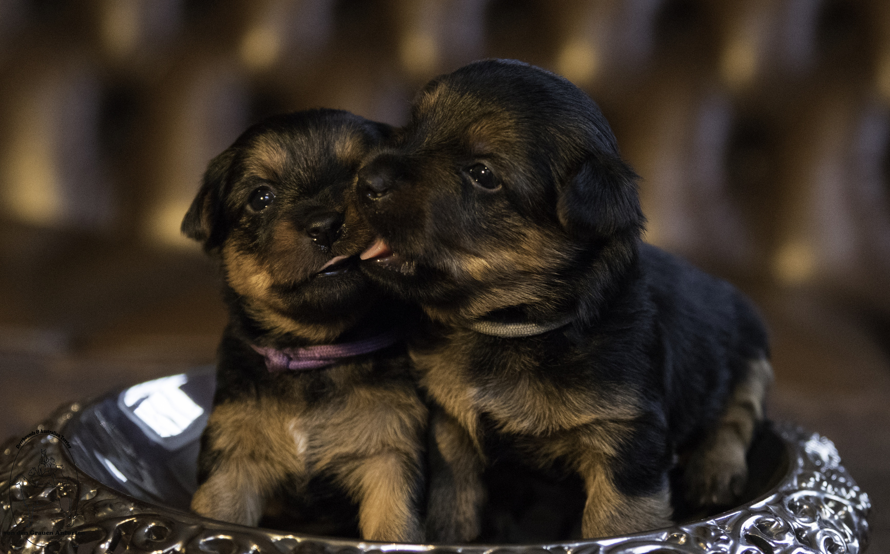 Alert Angus & Able Abbie