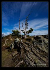 Aletsch