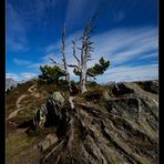 Aletsch