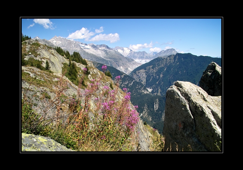 Aletsch