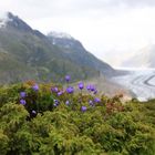 Aletsch